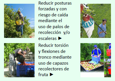 sector agrícola 1