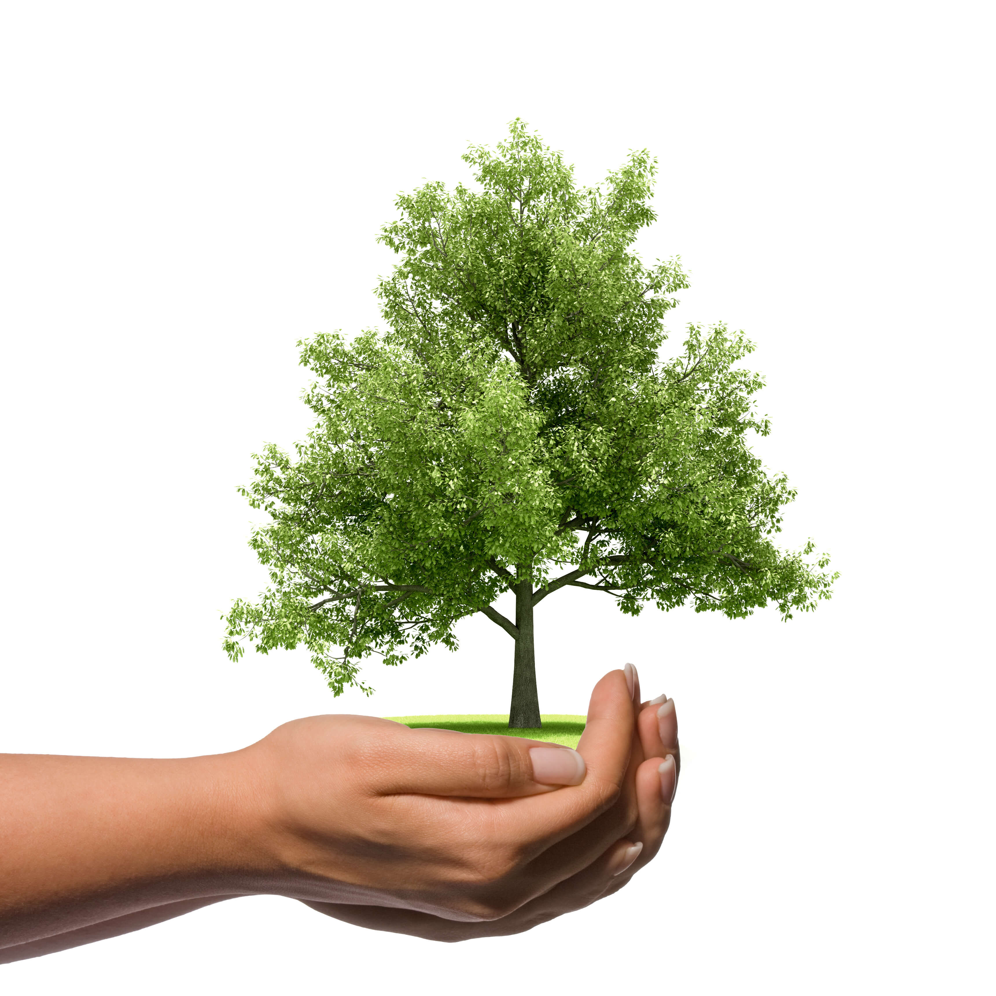 árbol