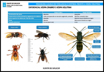 La avispa asiática en los trabajos al aire libre