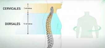 Infografía cervicales