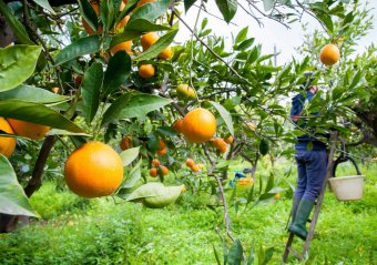 trabajador agricultura