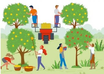 dibujo trabajo agrícola