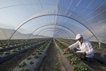 agricultura en invernadero