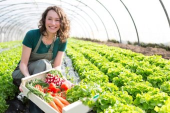 agricultura en invernadero