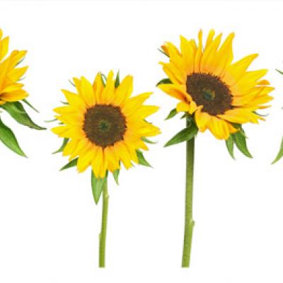 Fraternidad-Muprespa, primera mutua en participar en el grupo español de crecimiento verde