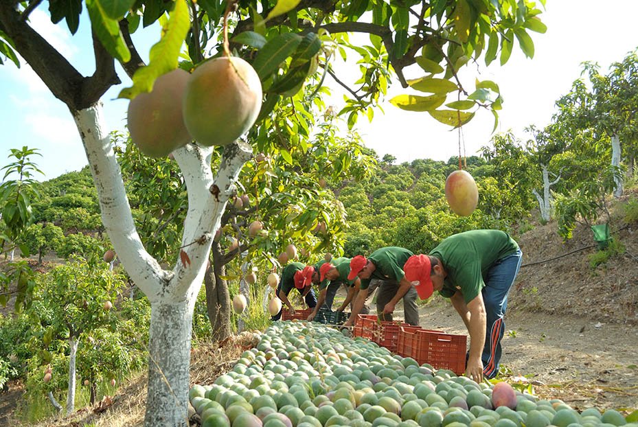 En el campo, trabaja sin riesgos. La prevención está en tu mano