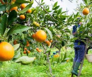 sector agricultura