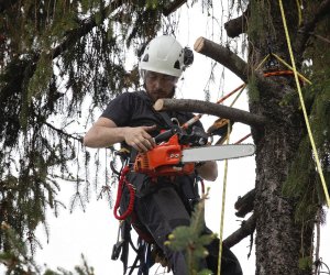 agente forestal