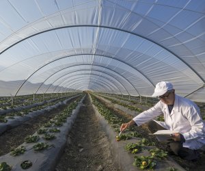 agricultura en invernadero