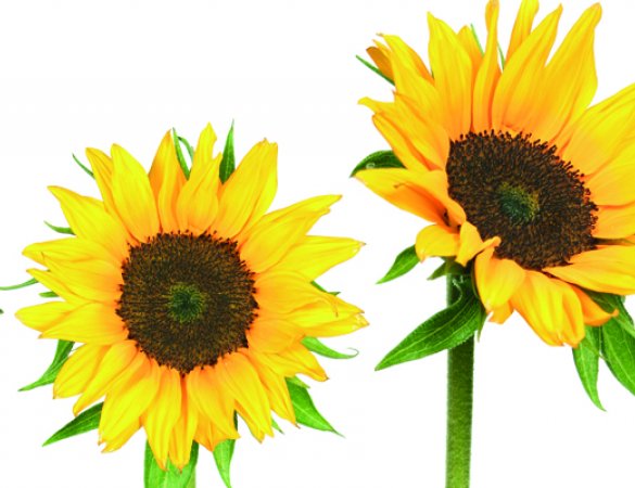 Fraternidad-Muprespa, primera mutua en participar en el grupo español de crecimiento verde