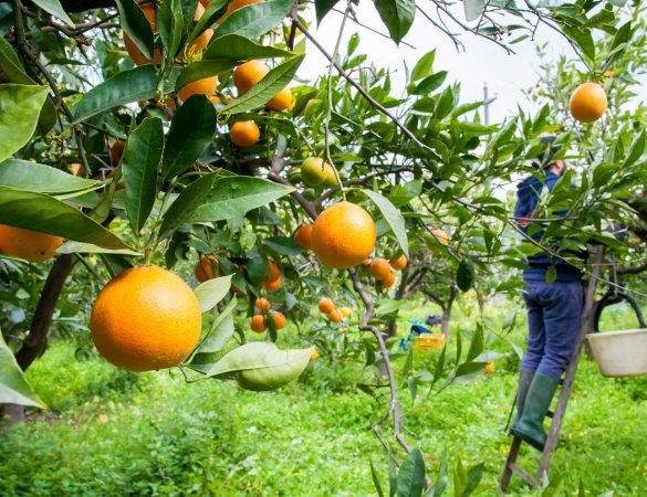 sector agricultura