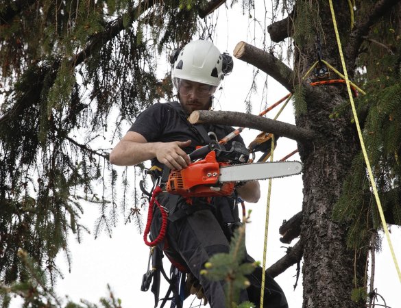 agente forestal
