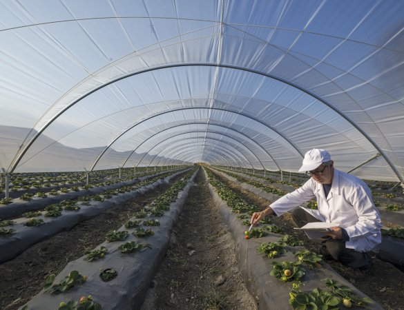 agricultura en invernadero