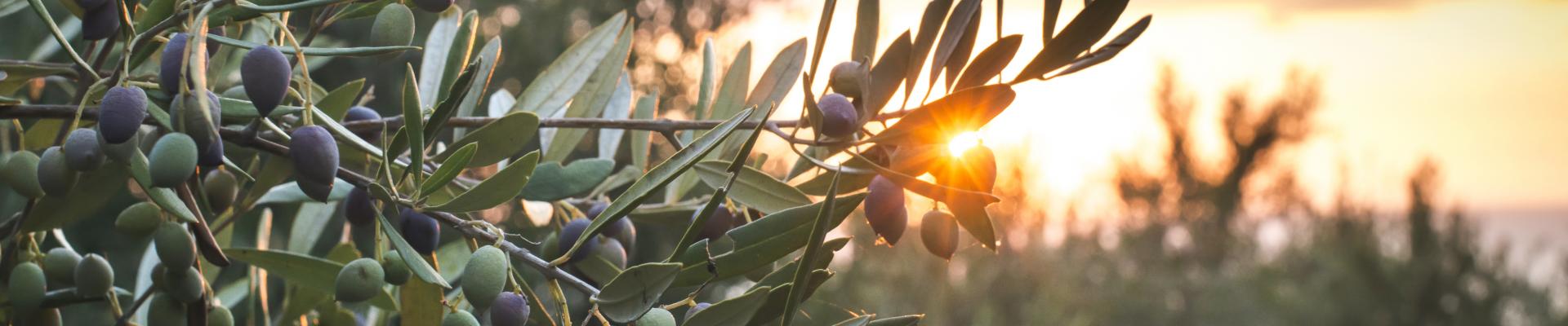 Olivos