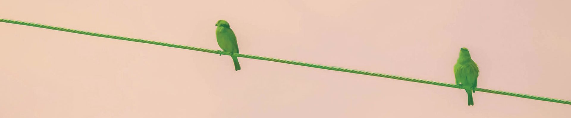 Canarios verdes posados en un alambre