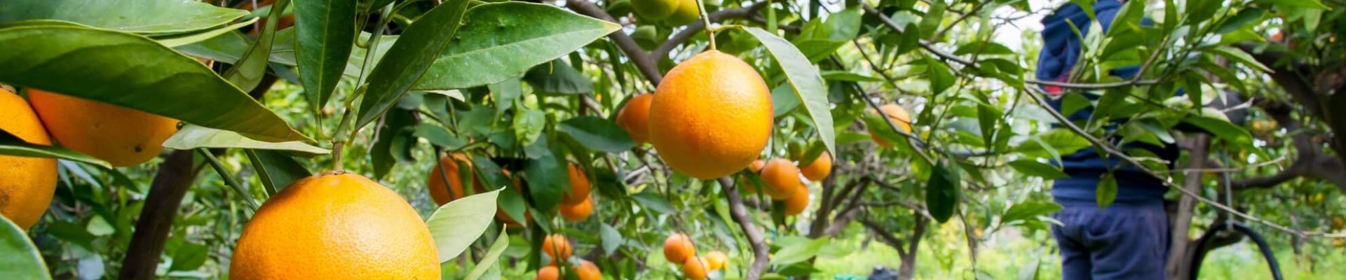sector agricultura