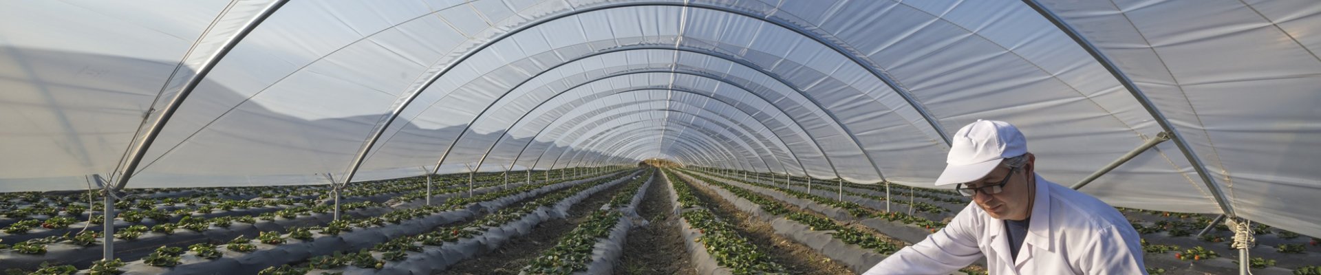 agricultura en invernadero