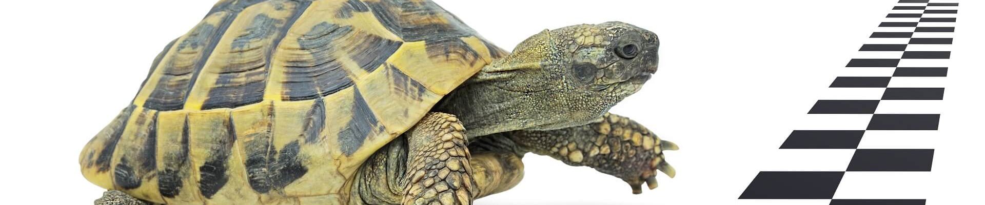 imagen tortuga