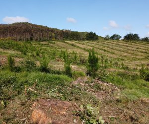 Imagen del bosque reforestado 