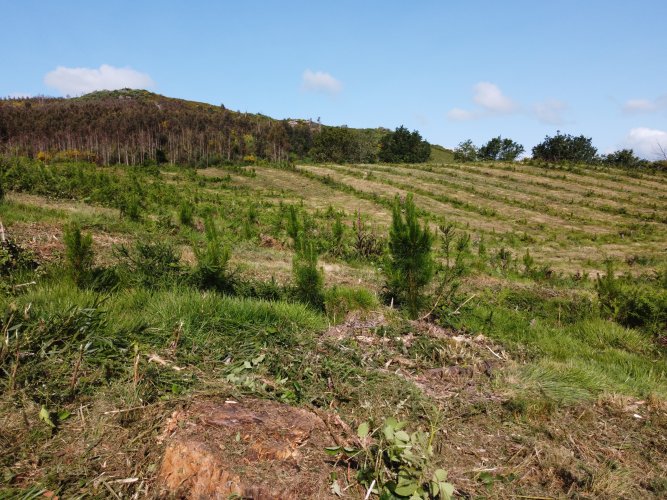 Imagen del bosque reforestado 