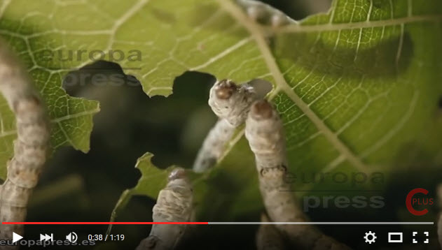Video Reciclaje con gusanos